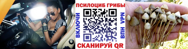 Галлюциногенные грибы Cubensis  цена   Салехард 